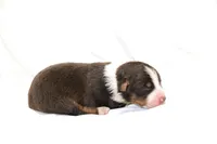 Jolene, a female Australian Shepherd for sale in Russellville, KY – 3 of 4