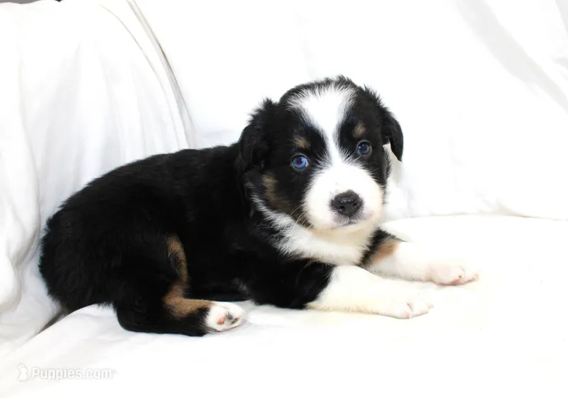 Knox – Australian Shepherd puppy for sale in Russellville, KY