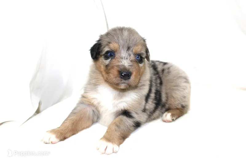 Laramie – Australian Shepherd puppy for sale in Russellville, KY