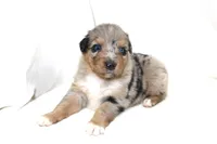 Laramie, a female Australian Shepherd for sale in Russellville, KY – 1 of 3