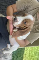 Dottie Bicolor Girl 3, a female Basset Hound for sale in Finger, TN – 2 of 6