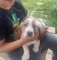 Daisey , a female Basset Hound for sale in Finger, TN – 5 of 5