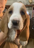Princess Bicolor Girl 1, a female Basset Hound for sale in Finger, TN – 2 of 7