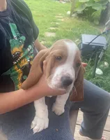 Daisey , a female Basset Hound for sale in Finger, TN – 3 of 5