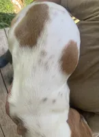 Dottie Bicolor Girl 3, a female Basset Hound for sale in Finger, TN – 6 of 6