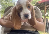 Charles Bicolor Boy 2, a male Basset Hound for sale in Finger, TN – 6 of 8