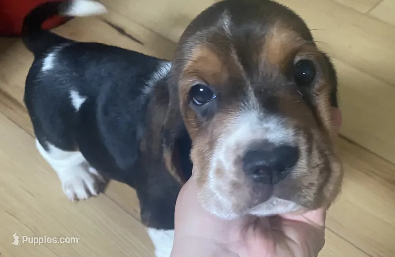 Macy Tricolor Girl 2  – Basset Hound puppy for sale in Finger, TN