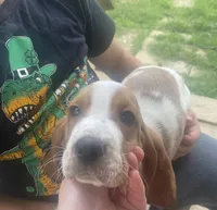 Daisey , a female Basset Hound for sale in Finger, TN – 2 of 5