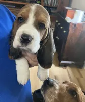 Lucy Tricolor Girl 1 , a female Basset Hound for sale in Finger, TN – 4 of 4