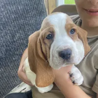 Charles Bicolor Boy 2, a male Basset Hound for sale in Finger, TN – 4 of 8