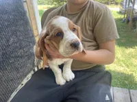 Buttercup Bicolor Girl 2, a female Basset Hound for sale in Finger, TN – 7 of 8