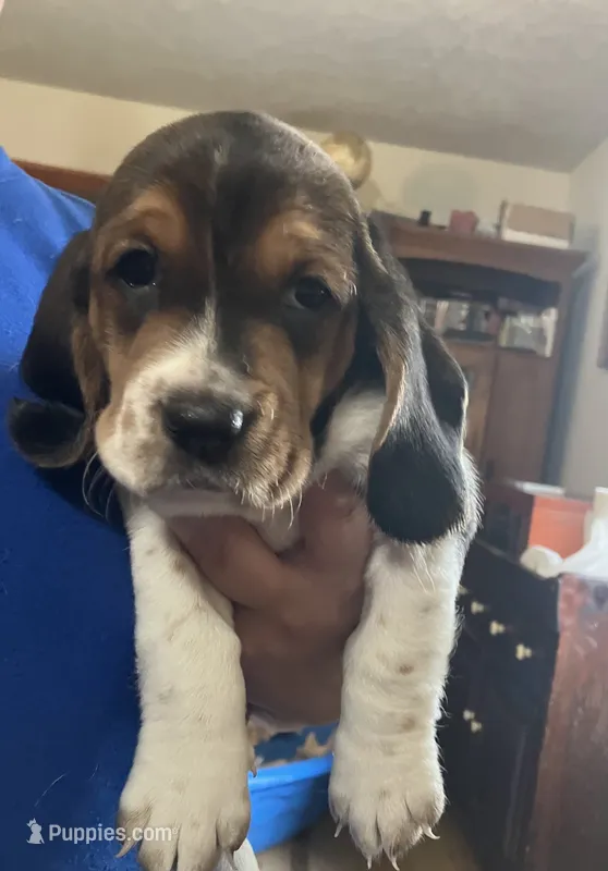 Macy Tricolor Girl 2  – Basset Hound puppy for sale in Finger, TN