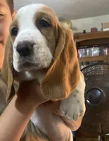 Princess Bicolor Girl 1, a female Basset Hound for sale in Finger, TN – 4 of 7
