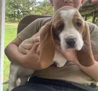 Charles Bicolor Boy 2, a male Basset Hound for sale in Finger, TN – 8 of 8