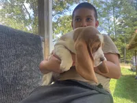 Charles Bicolor Boy 2, a male Basset Hound for sale in Finger, TN – 7 of 8