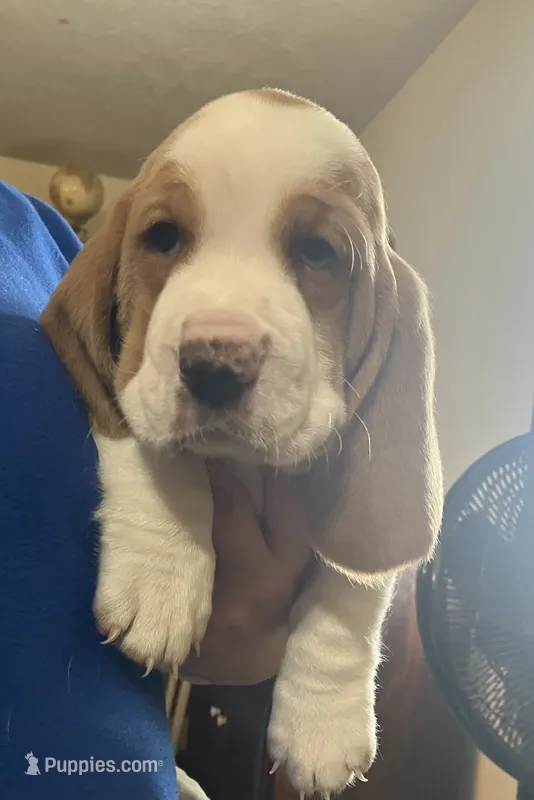 Chucky Bicolor Boy 1 – Basset Hound puppy for sale in Finger, TN
