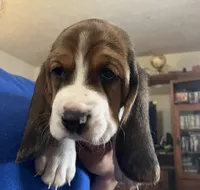 Lucy Tricolor Girl 1 , a female Basset Hound for sale in Finger, TN – 2 of 4