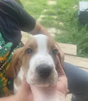 Daisey , a female Basset Hound for sale in Finger, TN – 4 of 5