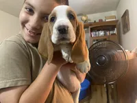 Princess Bicolor Girl 1, a female Basset Hound for sale in Finger, TN – 6 of 7