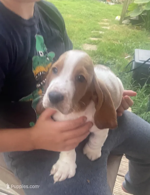 Daisey  – Basset Hound puppy for sale in Finger, TN