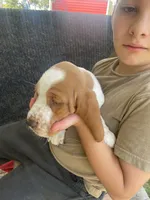 Buttercup Bicolor Girl 2, a female Basset Hound for sale in Finger, TN – 8 of 8