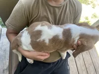Buttercup Bicolor Girl 2, a female Basset Hound for sale in Finger, TN – 4 of 8