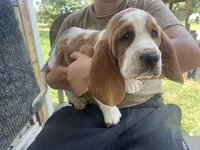 Buttercup Bicolor Girl 2, a female Basset Hound for sale in Finger, TN – 3 of 8
