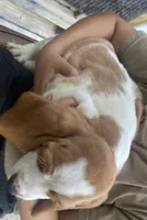 Charles Bicolor Boy 2, a male Basset Hound for sale in Finger, TN – 3 of 8