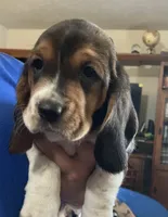 Macy Tricolor Girl 2 , a female Basset Hound for sale in Finger, TN – 2 of 2