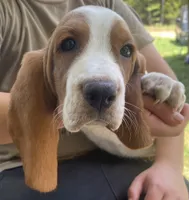 Dottie Bicolor Girl 3, a female Basset Hound for sale in Finger, TN – 3 of 6