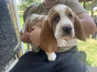 Buttercup Bicolor Girl 2, a female Basset Hound for sale in Finger, TN – 5 of 8