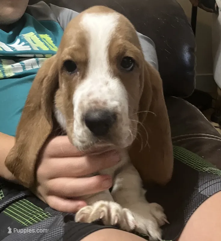 Daisey  – Basset Hound puppy for sale in Finger, TN