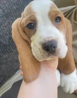 Charles Bicolor Boy 2, a male Basset Hound for sale in Finger, TN – 2 of 8