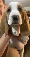 Princess Bicolor Girl 1, a female Basset Hound for sale in Finger, TN – 5 of 7