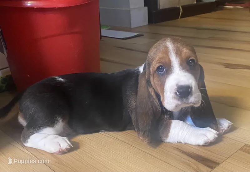 Lucy Tricolor Girl 1  – Basset Hound puppy for sale in Finger, TN