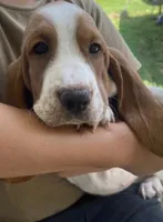 Dottie Bicolor Girl 3, a female Basset Hound for sale in Finger, TN – 4 of 6