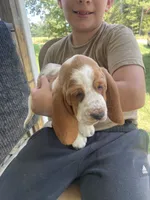 Buttercup Bicolor Girl 2, a female Basset Hound for sale in Finger, TN – 6 of 8