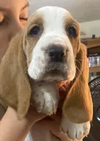 Princess Bicolor Girl 1, a female Basset Hound for sale in Finger, TN – 1 of 7