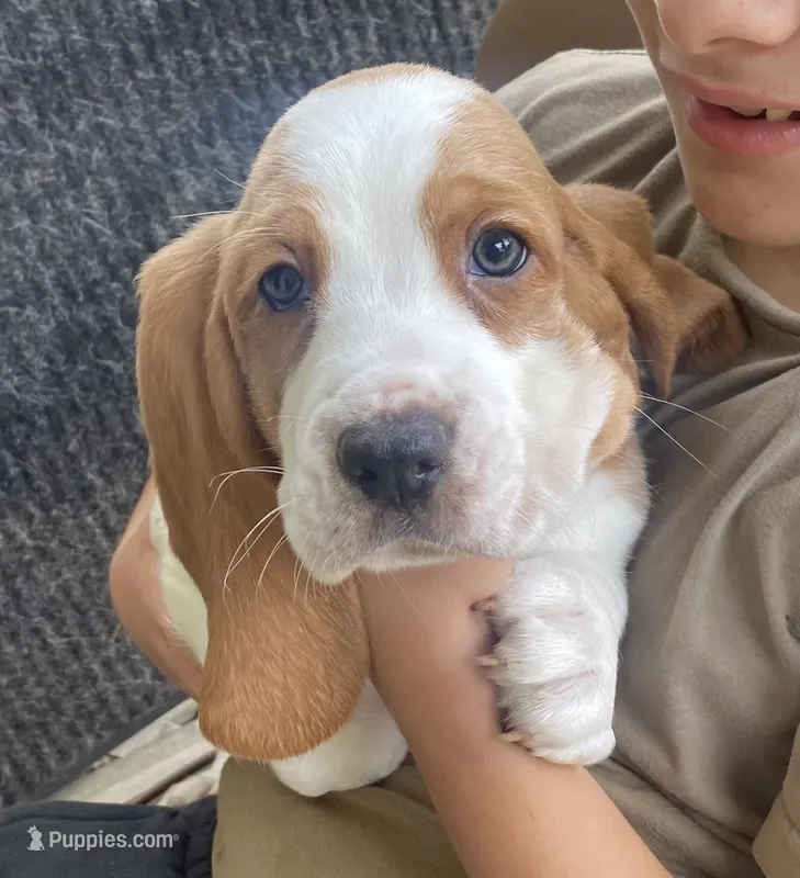Charles Bicolor Boy 2 – Basset Hound puppy for sale in Finger, TN