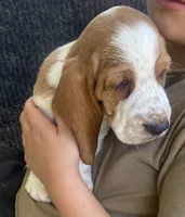 Buttercup Bicolor Girl 2, a female Basset Hound for sale in Finger, TN – 2 of 8