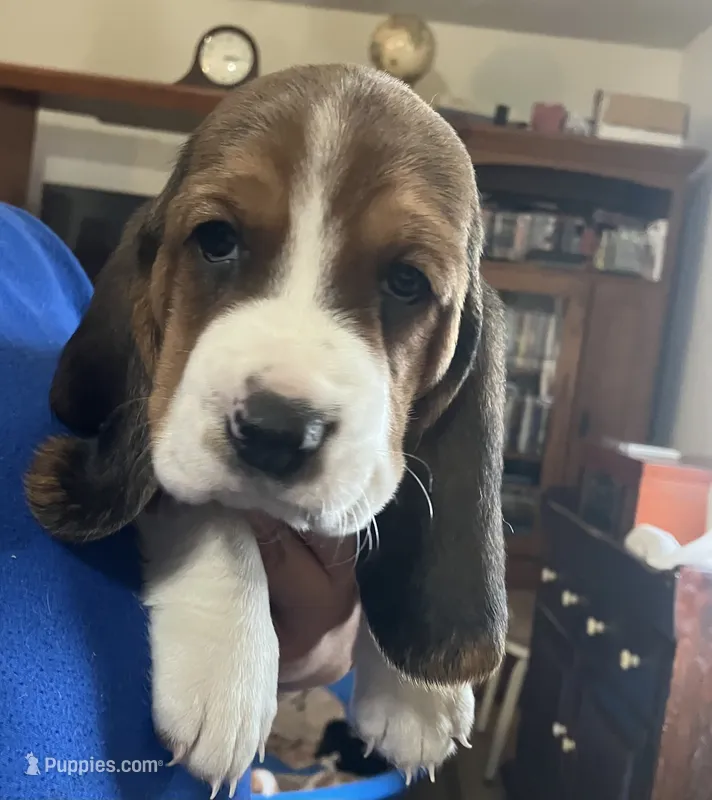 Lucy Tricolor Girl 1  – Basset Hound puppy for sale in Finger, TN