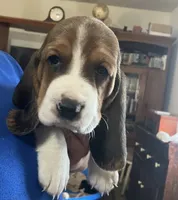 Lucy Tricolor Girl 1 , a female Basset Hound for sale in Finger, TN – 1 of 4