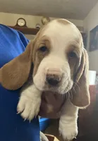 Chucky Bicolor Boy 1, a male Basset Hound for sale in Finger, TN – 2 of 2