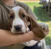Dottie Bicolor Girl 3, a female Basset Hound for sale in Finger, TN – 5 of 6