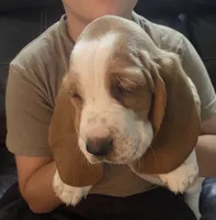 Princess Bicolor Girl 1, a female Basset Hound for sale in Finger, TN – 3 of 7