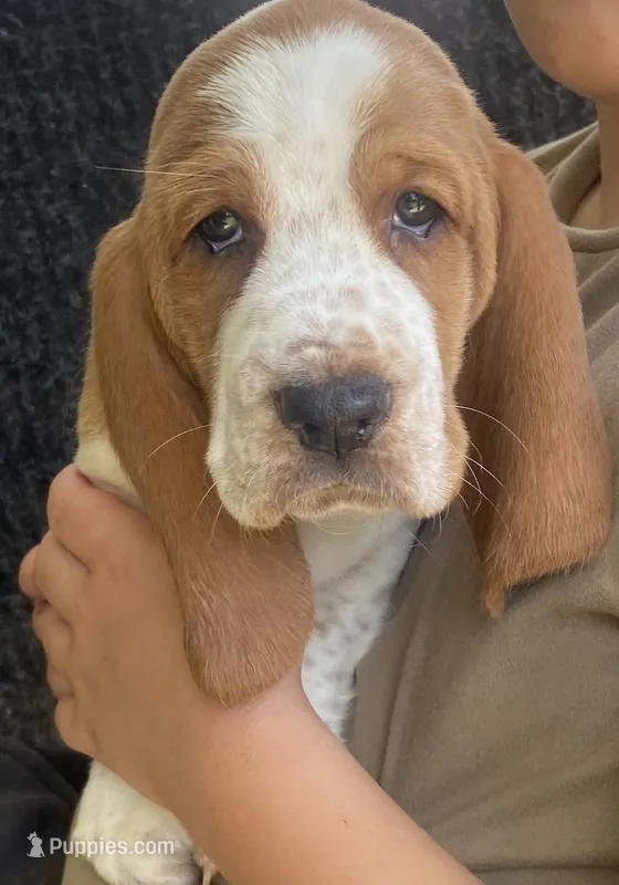 Buttercup Bicolor Girl 2 – Basset Hound puppy for sale in Finger, TN