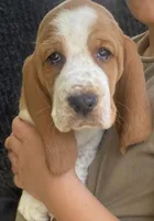 Buttercup Bicolor Girl 2, a female Basset Hound for sale in Finger, TN – 1 of 8