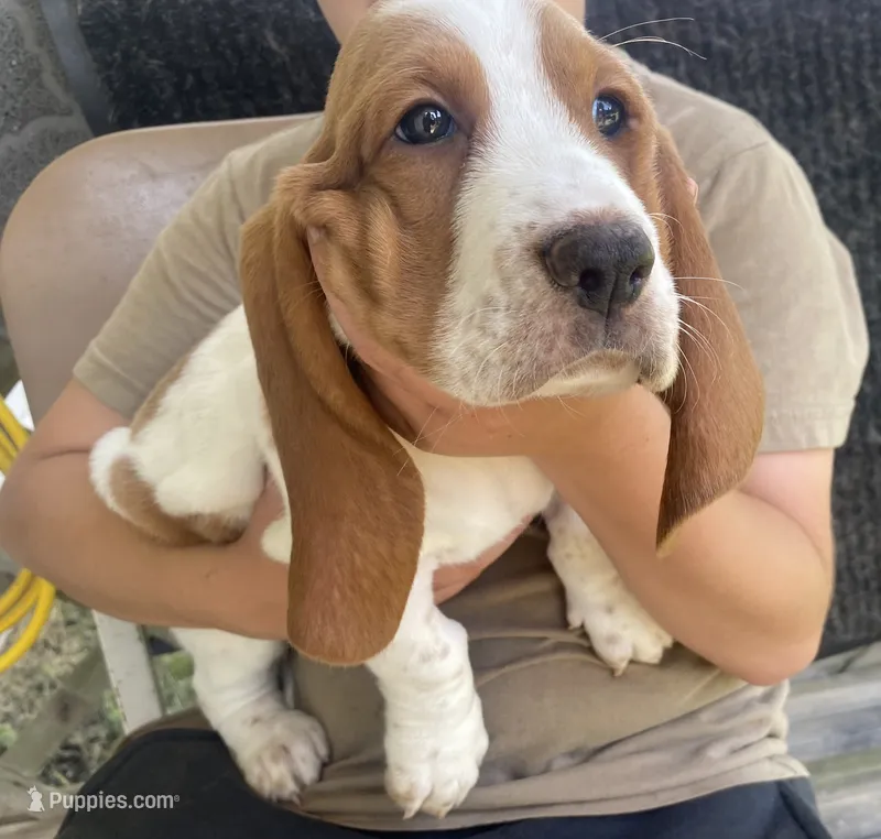 Dottie Bicolor Girl 3 – Basset Hound puppy for sale in Finger, TN