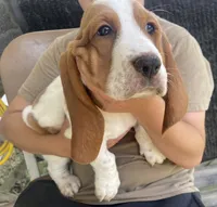 Dottie Bicolor Girl 3, a female Basset Hound for sale in Finger, TN – 1 of 6