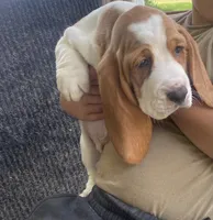 Charles Bicolor Boy 2, a male Basset Hound for sale in Finger, TN – 5 of 8